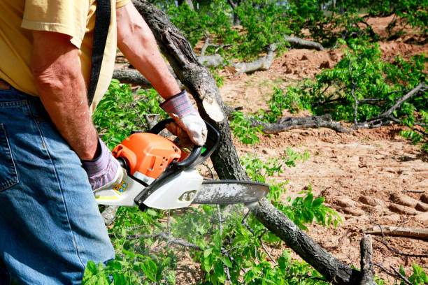 Large Tree Removal in Fairview Park, OH